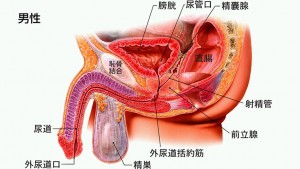 prostate_cancer_img001