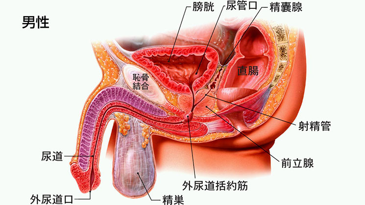 前立腺はどこにあって、どんな働きをしているの？